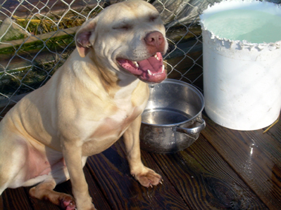 test dog